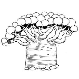 Croquis de baobab. Source : http://data.abuledu.org/URI/54006b94-croquis-de-baobab