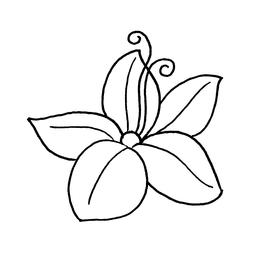 Croquis de fleur à cinq pétales. Source : http://data.abuledu.org/URI/54007920-croquis-de-fleur-a-cinq-petales