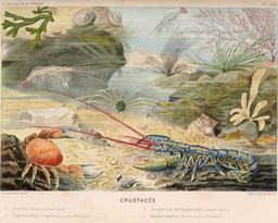 Crustacés en 1866. Source : http://data.abuledu.org/URI/594539e6-crustaces-en-1866