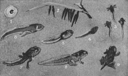 Cycle de croissance de la grenouille. Source : http://data.abuledu.org/URI/53519fc5-cycle-de-croissance-de-la-grenouille