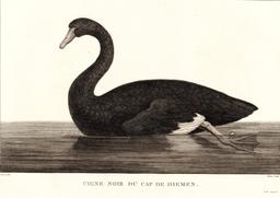 Cygne noir du Cap de Diemen en 1797. Source : http://data.abuledu.org/URI/5991343a-cygne-noir-du-cap-de-diemen-en-1797