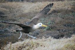 Décollage d'albatros. Source : http://data.abuledu.org/URI/54e637d3-decollage-d-albatros