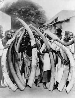 Défenses d'éléphants. Source : http://data.abuledu.org/URI/5730e5e0-defenses-d-elephants