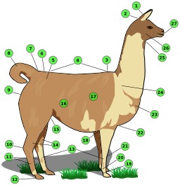 Description d'un lama. Source : http://data.abuledu.org/URI/5108f653-description-d-un-lama