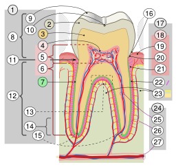Description d'une molaire. Source : http://data.abuledu.org/URI/53372797-description-d-une-molaire
