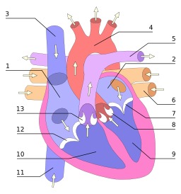 Dessin de coeur humain. Source : http://data.abuledu.org/URI/5043aea3-dessin-de-coeur-humain