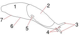 Dessin de limace. Source : http://data.abuledu.org/URI/538b9589-dessin-de-limace-