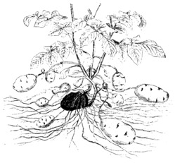 Dessin de pomme de terre. Source : http://data.abuledu.org/URI/505da941-dessin-de-pomme-de-terre