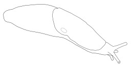 Dessin non légendé de limace. Source : http://data.abuledu.org/URI/538b960b-dessin-non-legende-de-limace