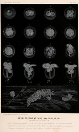 Développement d'un mollusque en 1866. Source : http://data.abuledu.org/URI/59453508-developpement-d-un-mollusque-en-1866