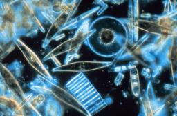 Diatomées vues au microscope. Source : http://data.abuledu.org/URI/50b7e92d-diatomees-vues-au-microscope
