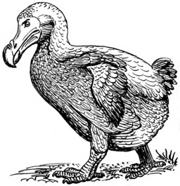 Dodo. Source : http://data.abuledu.org/URI/53e9fd30-dodo