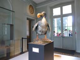 Dodo au muséum de La Rochelle. Source : http://data.abuledu.org/URI/5822035a-dodo-au-museum-de-la-rochelle
