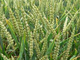 É́pis de blé tendre avant la moisson. Source : http://data.abuledu.org/URI/534a4f5a-e-pis-de-ble-tendre-avant-la-moisson