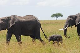 Éléphanteau entre ses parents. Source : http://data.abuledu.org/URI/534007e7-elephanteau-entre-ses-parents