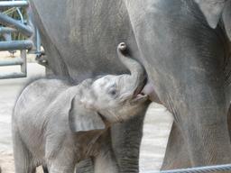 Eléphanteau têtant sa mère. Source : http://data.abuledu.org/URI/533fe544-elephanteau-tetant-sa-mere