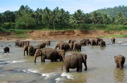 Éléphants au bain. Source : http://data.abuledu.org/URI/533ffd81-elephants-au-bain