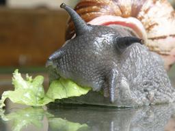 Escargot brésilien mangeant une feuille. Source : http://data.abuledu.org/URI/50fa7861-escargot-bresilien-mangeant-une-feuille
