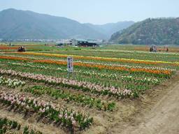 Festival de tulipes au Japon. Source : http://data.abuledu.org/URI/50198a90-festival-de-tulipes-au-japon