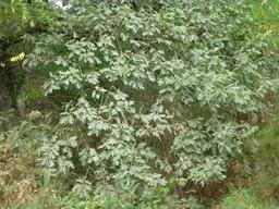 Feuilles de chêne en été. Source : http://data.abuledu.org/URI/5826cdcc-feuilles-de-chene-en-ete
