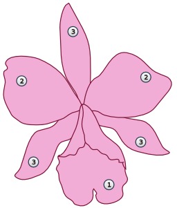 Fleur d'orchidée. Source : http://data.abuledu.org/URI/50df7c11-fleur-d-orchidee