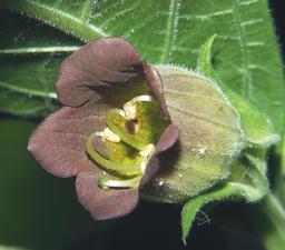 Fleur de belladone. Source : http://data.abuledu.org/URI/505decb5-fleur-de-belladone