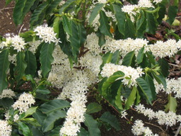 Fleur de caféier. Source : http://data.abuledu.org/URI/47f55c5c-fleur-de-cafeier
