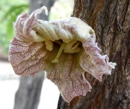 Fleur de calebassier. Source : http://data.abuledu.org/URI/53811c62-fleur-de-calebassier