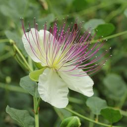 Fleur de câprier. Source : http://data.abuledu.org/URI/546d2a2d-fleur-de-caprier