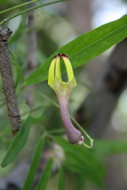 Fleur de Ceropegia racemosa au Burkina Faso. Source : http://data.abuledu.org/URI/548a005e-fleur-de-ceropegia-racemosa-au-burkina-faso