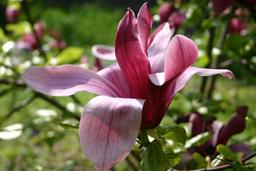 Fleur de magnolia. Source : http://data.abuledu.org/URI/518800be-fleur-de-magnolia