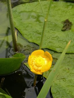 Fleur de nénuphar jaune. Source : http://data.abuledu.org/URI/50579c4c-fleur-de-nenuphar-jaune