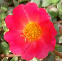 Fleur rose de pourpier maraîcher. Source : http://data.abuledu.org/URI/504e61b7-fleur-rose-de-pourpier-maraicher