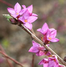 Fleurs de Bois-joli. Source : http://data.abuledu.org/URI/506f2c68-fleurs-de-bois-joli