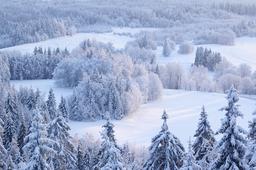 Forêt sous la neige en Estonie. Source : http://data.abuledu.org/URI/5504b152-foret-sous-la-neige-en-estonie