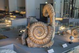 Fossile d'ammonite. Source : http://data.abuledu.org/URI/585709fb-fossile-d-ammonite