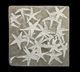 Fossiles d'étoiles de mer. Source : http://data.abuledu.org/URI/55218fa9-fossiles-d-etoiles-de-mer