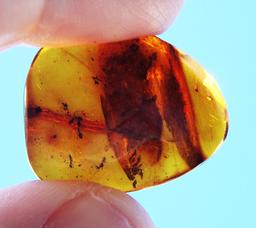 Fourmis fossilisées dans de l'ambre. Source : http://data.abuledu.org/URI/534ba10b-fourmis-fossilisees-dans-de-l-ambre