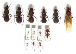 Fourmis tropicales reines et ouvrières. Source : http://data.abuledu.org/URI/534b858b-fourmis-tropicales-reines-et-ouvrieres