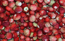 Fraises des bois. Source : http://data.abuledu.org/URI/518a8674-fraises-des-bois