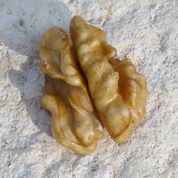 Fruit de la noix. Source : http://data.abuledu.org/URI/5101c348-fruit-de-la-noix