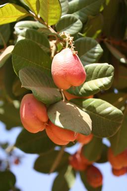 Fruits de Blighia sapida. Source : http://data.abuledu.org/URI/5489eec1-fruits-de-blighia-sapida