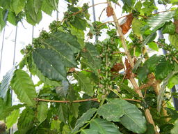 Fruits de caféier. Source : http://data.abuledu.org/URI/520c0ae1-fruits-de-cafeier