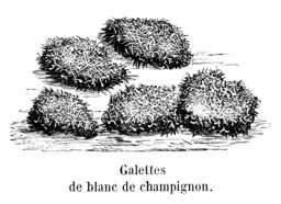 Galettes de blanc de champignon. Source : http://data.abuledu.org/URI/5451538f-galettes-de-blanc-de-champignon