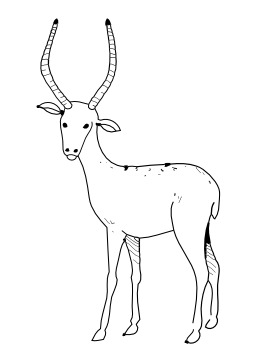 Gazelle. Source : http://data.abuledu.org/URI/50265365-gazelle