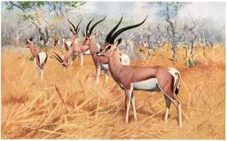 Gazelles. Source : http://data.abuledu.org/URI/52b89283-gazelles