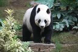 Grand Panda. Source : http://data.abuledu.org/URI/506084e3-grand-panda-