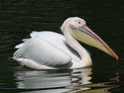 Grand pélican blanc sur l'eau. Source : http://data.abuledu.org/URI/47f5f8d5-grand-pelican-blanc-sur-l-eau