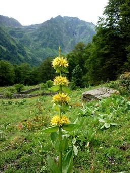 Grande gentiane en fleurs au Val d'Aran. Source : http://data.abuledu.org/URI/565cfe34-grande-gentiane-en-fleurs-au-val-d-aran