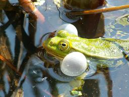 Grenouille verte mâle en train de chanter. Source : http://data.abuledu.org/URI/5351a0f1-grenouille-verte-male-en-train-de-chanter